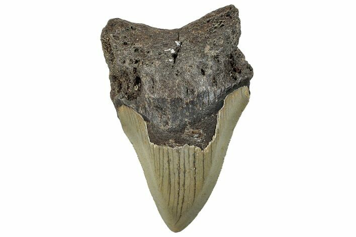 Bargain, Fossil Megalodon Tooth - Serrated Blade #295454